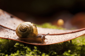 Common garden snail macro on Autumn leaf