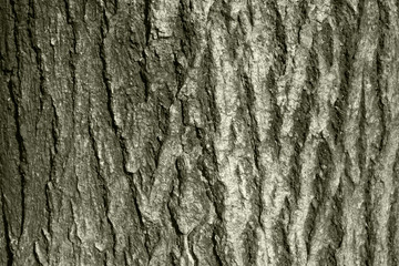 tree bark