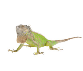 Iguana iguana isolated on white background