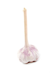 head of the garlic on white background