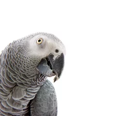 Wandcirkels aluminium African grey parrot © Ivonne Wierink