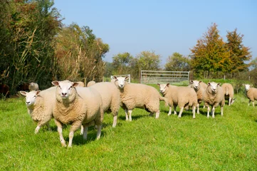 Photo sur Plexiglas Moutons Bovins moutons dans l& 39 herbe