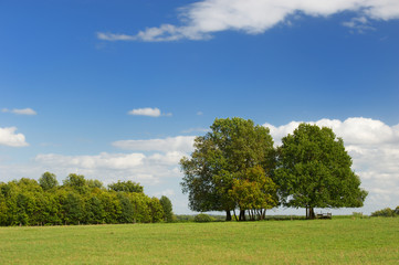 Trees in the meadows
