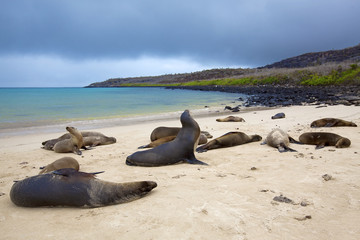 Sea lion colony