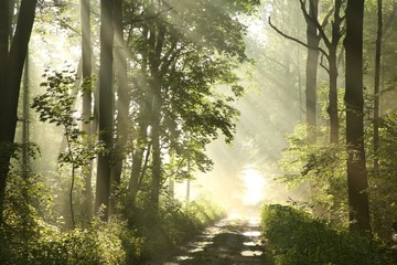 Obrazy na Plexi  Leśny szlak w mglisty wiosenny poranek po deszczu