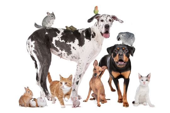 Fototapeta Pets in front of a white background