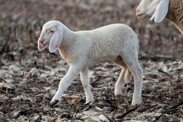 agnello © Roberto Zocchi