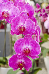 Pink Orchids