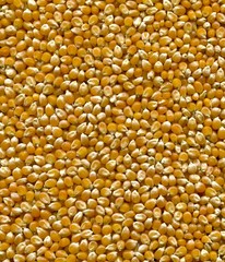 Corn Texture