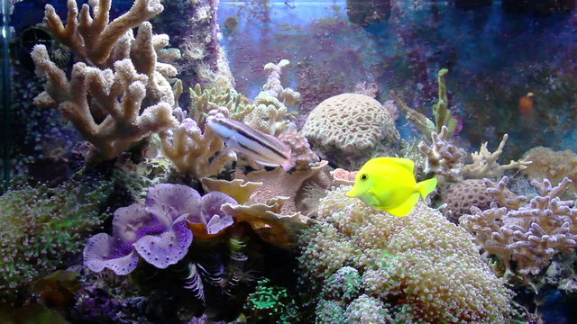 aquarium with fish and corral