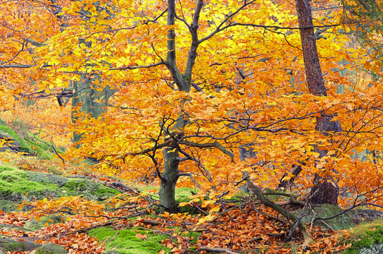 Buchenwald im Herbst - beech forest in fall 29
