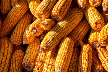 Fototapeta na wymiar Pile of corn