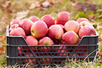 Red apples in a crate
