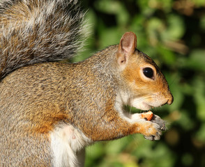 Naklejka na ściany i meble Close up of a Grey Squirrel eating Hazelnuts