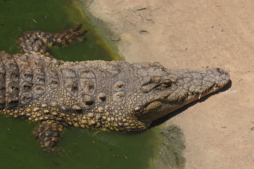 Crocodile