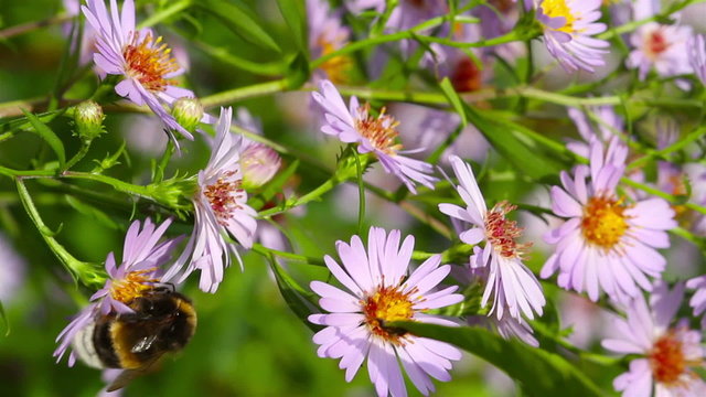 bee on flowers, macro