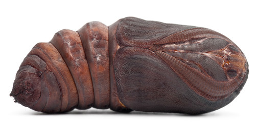 Giant Peacock Moth pupa removed from cocoon, Saturnia pyri