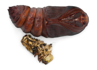 Giant Peacock Moth pupa removed from cocoon, Saturnia pyri - obrazy, fototapety, plakaty