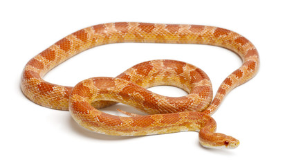 Okeetee albinos Corn Snake, Red Rat Snake, Pantherophis guttatus