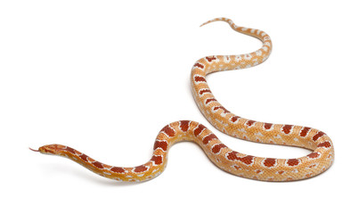 Okkeetee albinos reverse Corn Snake or Red Rat Snake