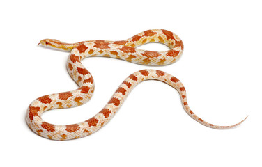 Okkeetee albinos reverse Corn Snake, Pantherophis guttatus