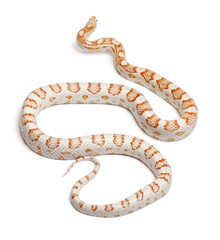 Candy cane Corn Snake or Red Rat Snake, Pantherophis guttatus