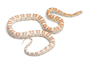 Candy cane Corn Snake or Red Rat Snake, Pantherophis guttatus