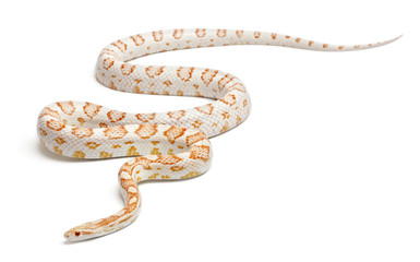 Candy cane Corn Snake or Red Rat Snake, Pantherophis guttatus
