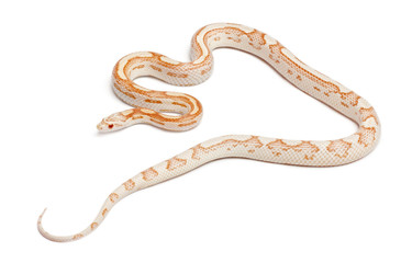 Candy cane Corn Snake or Red Rat Snake, Pantherophis guttatus
