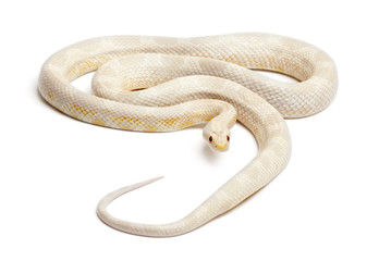 Snow Corn Snake or Red Rat Snake, Pantherophis guttatus