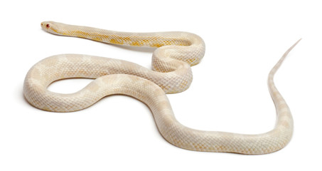 Snow Corn Snake or Red Rat Snake, Pantherophis guttatus