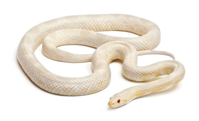 Snow Corn Snake or Red Rat Snake, Pantherophis guttatus
