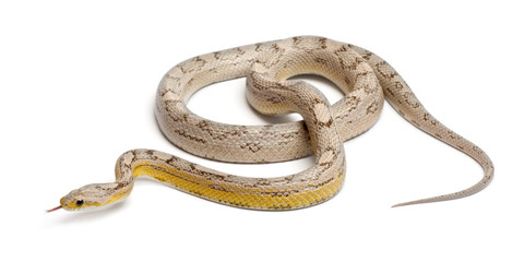 Naklejka premium Ghost mothley Corn Snake or Red Rat Snake, Pantherophis guttatus