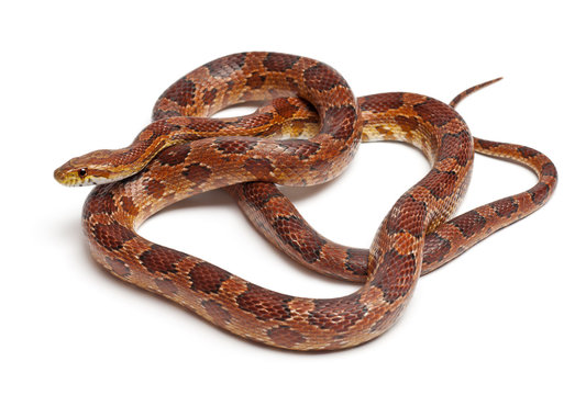 Classical Corn Snake or Red Rat Snake, Pantherophis guttatus
