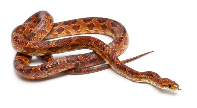 Classical Corn Snake or Red Rat Snake, Pantherophis guttatus
