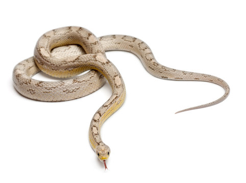 Ghost mothley Corn Snake or Red Rat Snake, Pantherophis guttatus