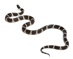 Common kingsnake, Lampropeltis getula californiae