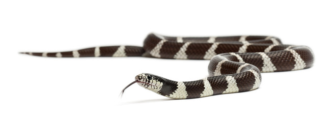Fototapeta premium Common kingsnake, Lampropeltis getula californiae