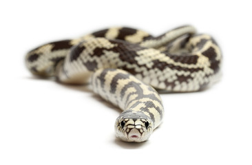 Common kingsnake, Lampropeltis getula californiae