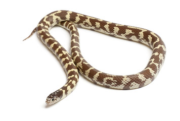 Banana eastern kingsnake or common kingsnake