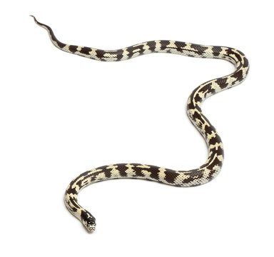 Eastern kingsnake, Lampropeltis getula californiae