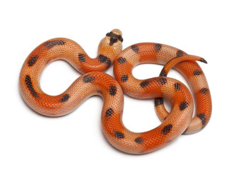 Tricolor Honduran milk snake,Lampropeltis triangulum hondurensis