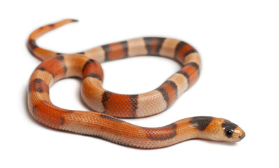Tricolor Reverse Honduran milk snake