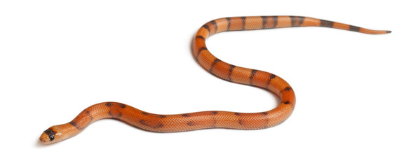 Tricolor Reverse Honduran milk snake