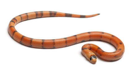 Tricolor Reverse Honduran milk snake