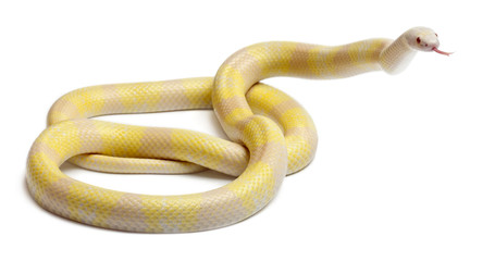Obraz premium Snow yellow contrast Honduran milk snake