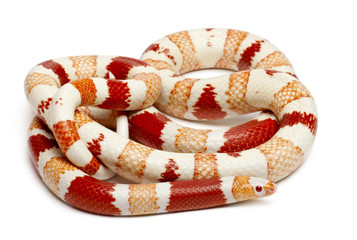 Albinos Honduran milk snake, Lampropeltis triangulum hondurensis