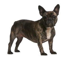 French bulldog, 4 years old, standing