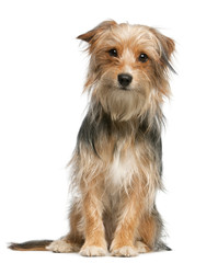 Mixed-breed dog, 12 months old, sitting