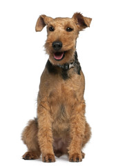 Welsh Terrier, 6 years old, sitting in front of white background